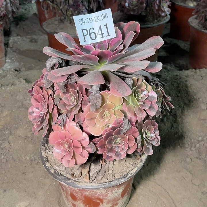 641美杜莎多肉植物