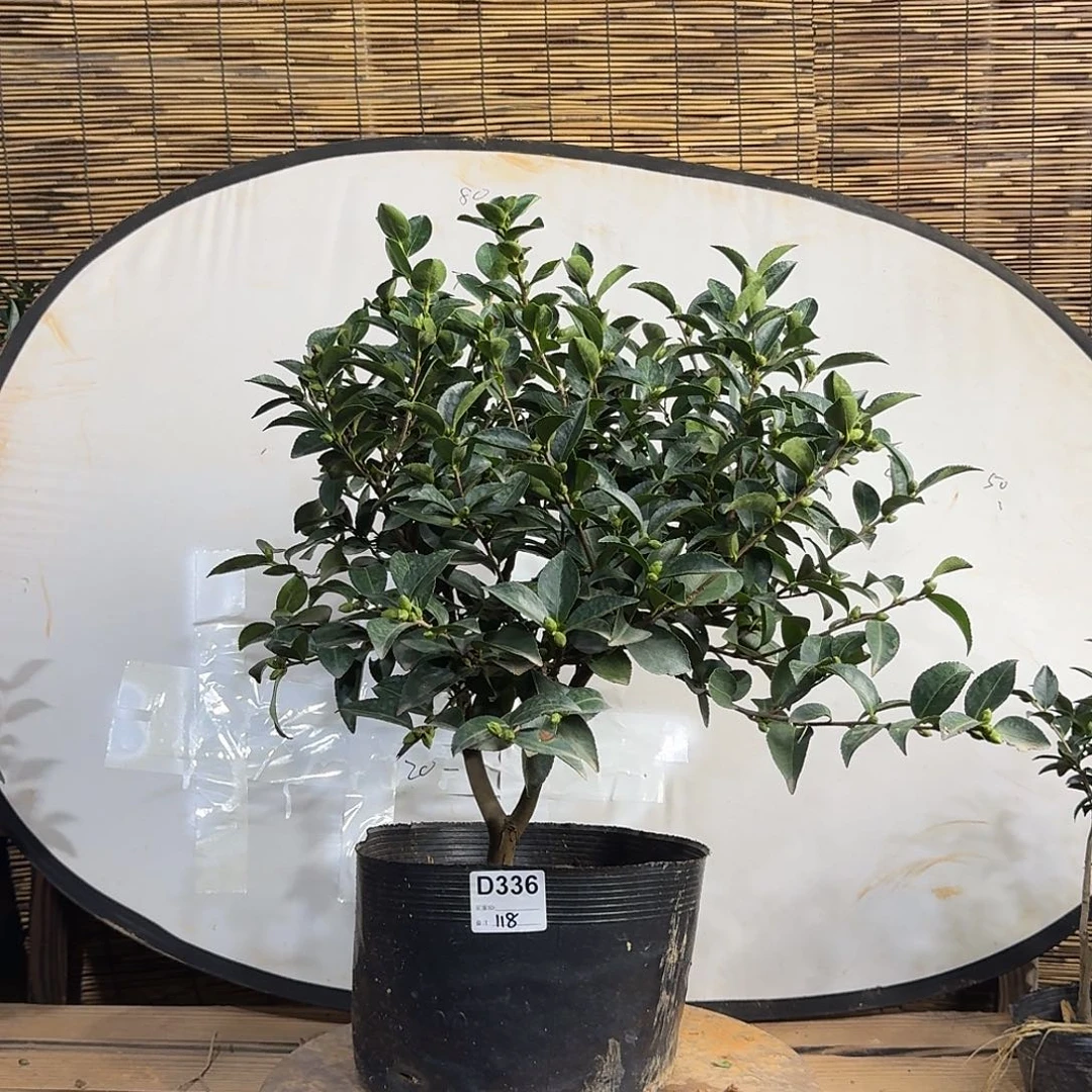 全部花朵336富士之峰
