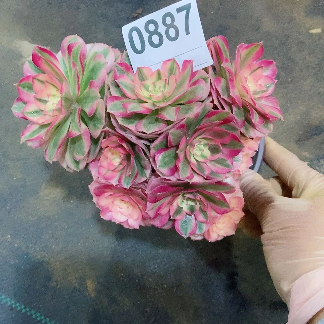 红陶柠***水0887倾城丛林4冠服14.5