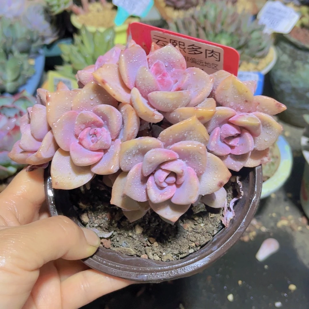 2841彩虹糖。