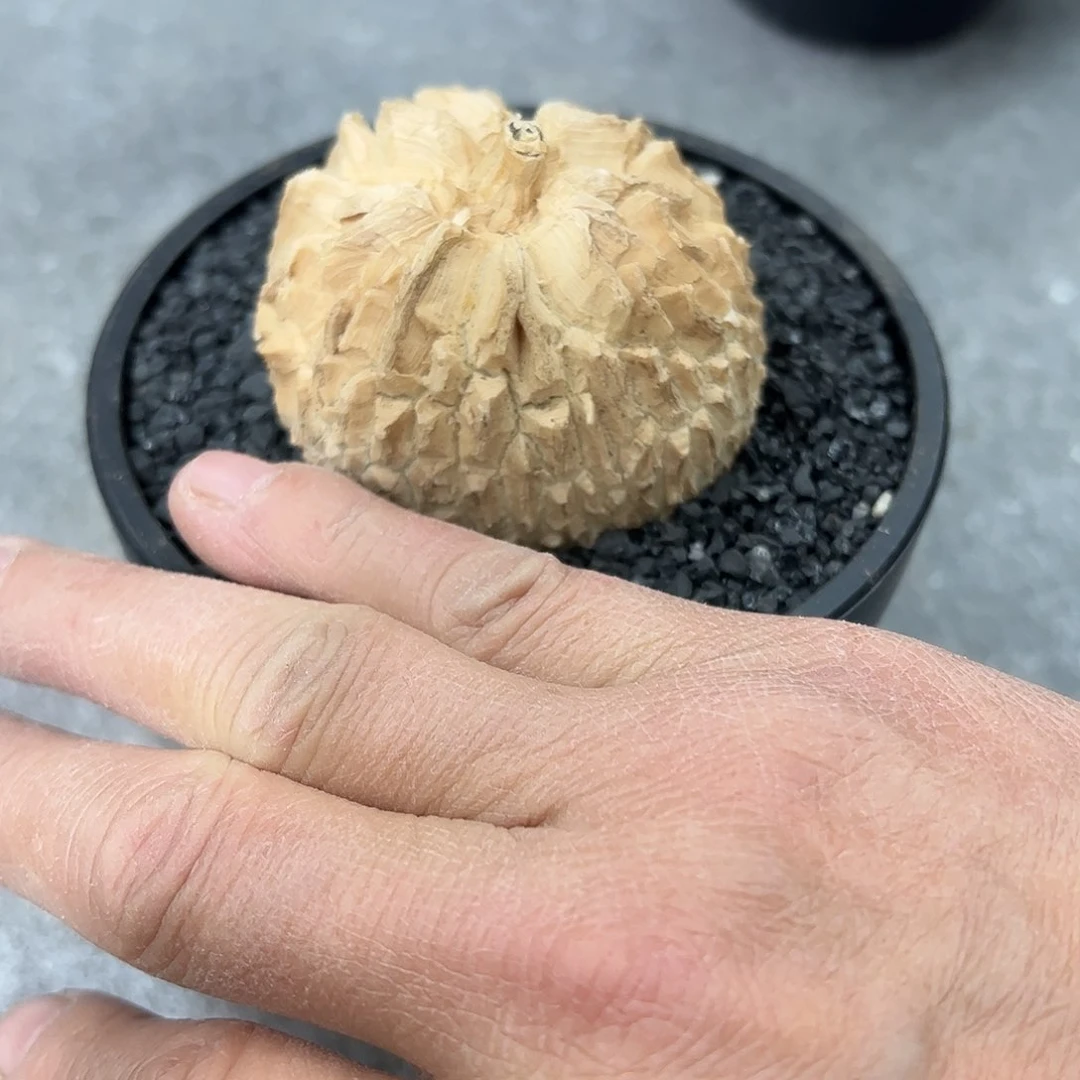 分***、龟甲萝摩8888888