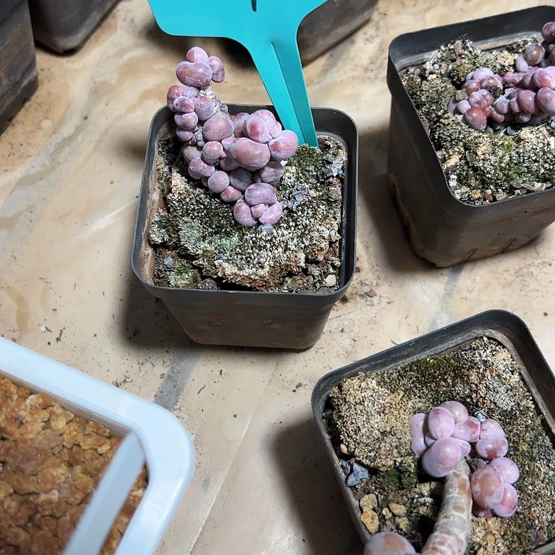 腰子蛋群多肉植物