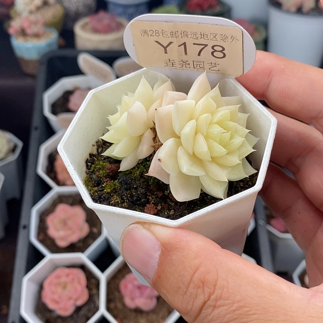 0178 白天鹅 5cm