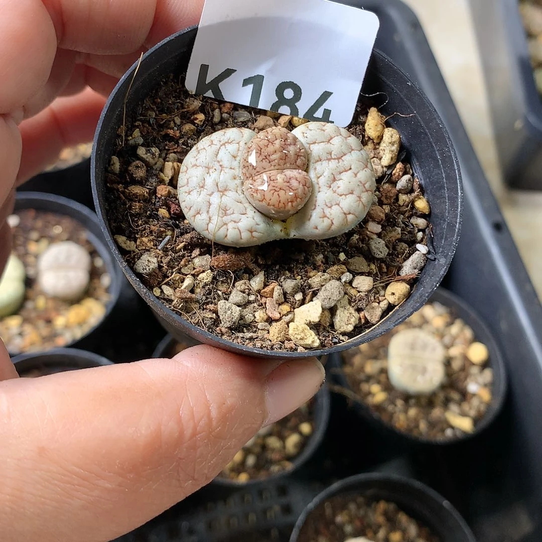 可*K184多肉植物保护