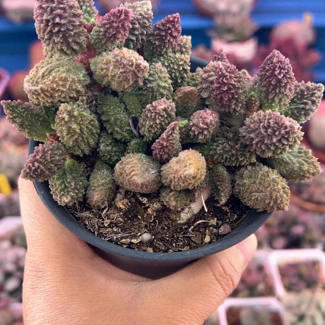 娜***艺朱紫玉。