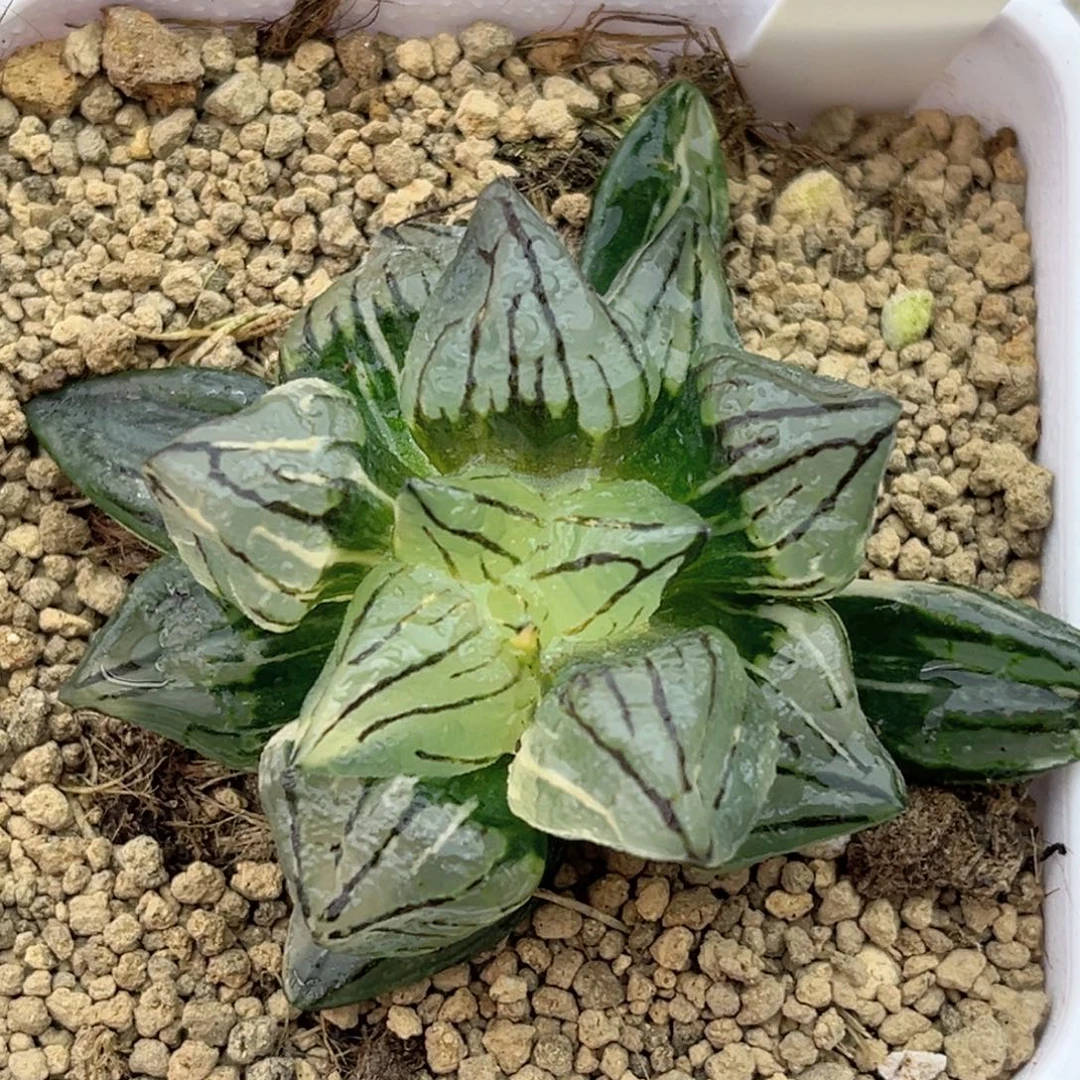 50西瓜寿锦福利专场