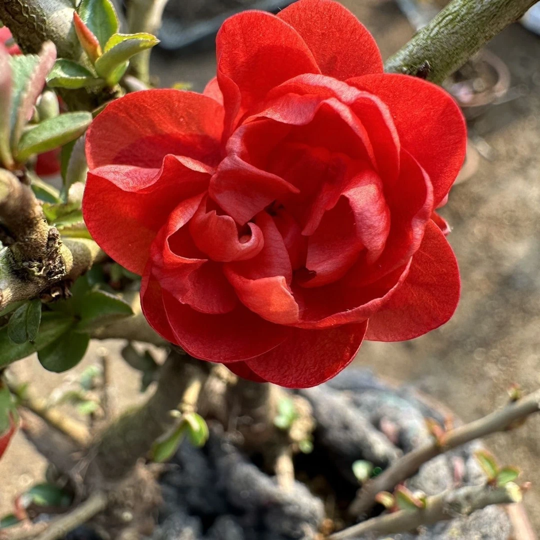 海棠盆景一物一拍