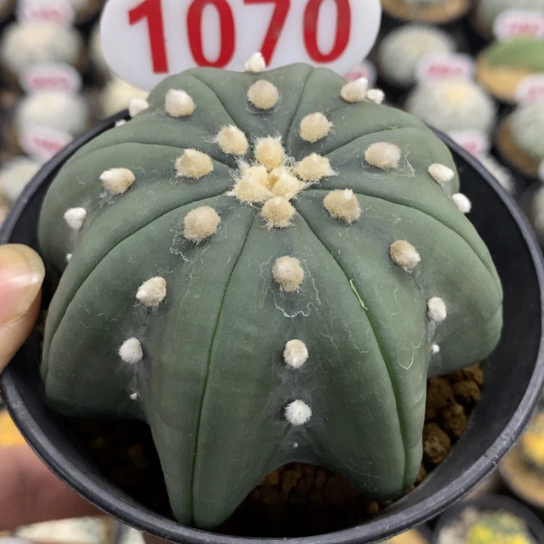 1070大绒高脚琉璃指纹海星兜