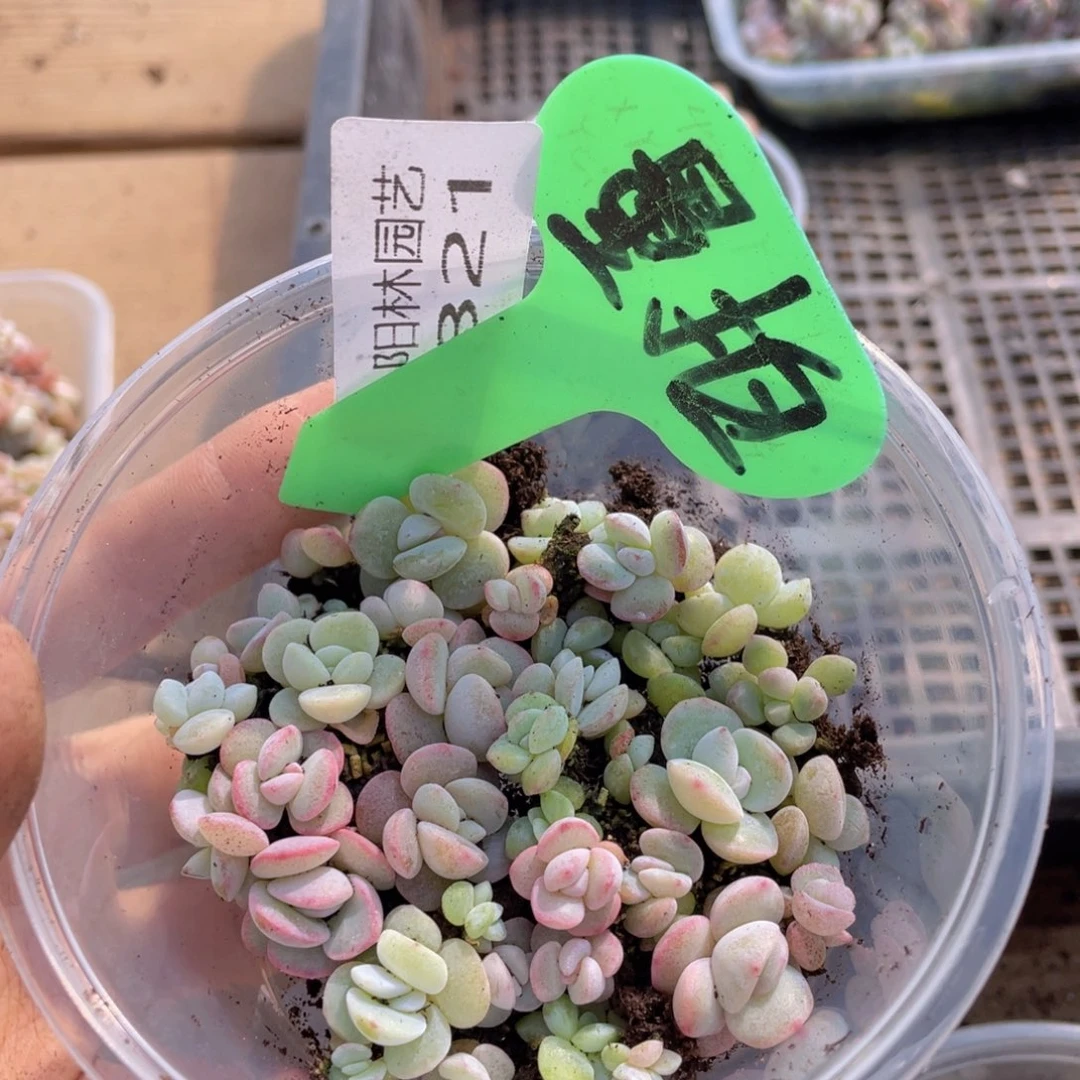 量拍多肉植物多肉植物821