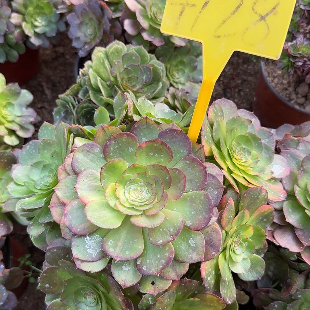 4128-++万七彩多头