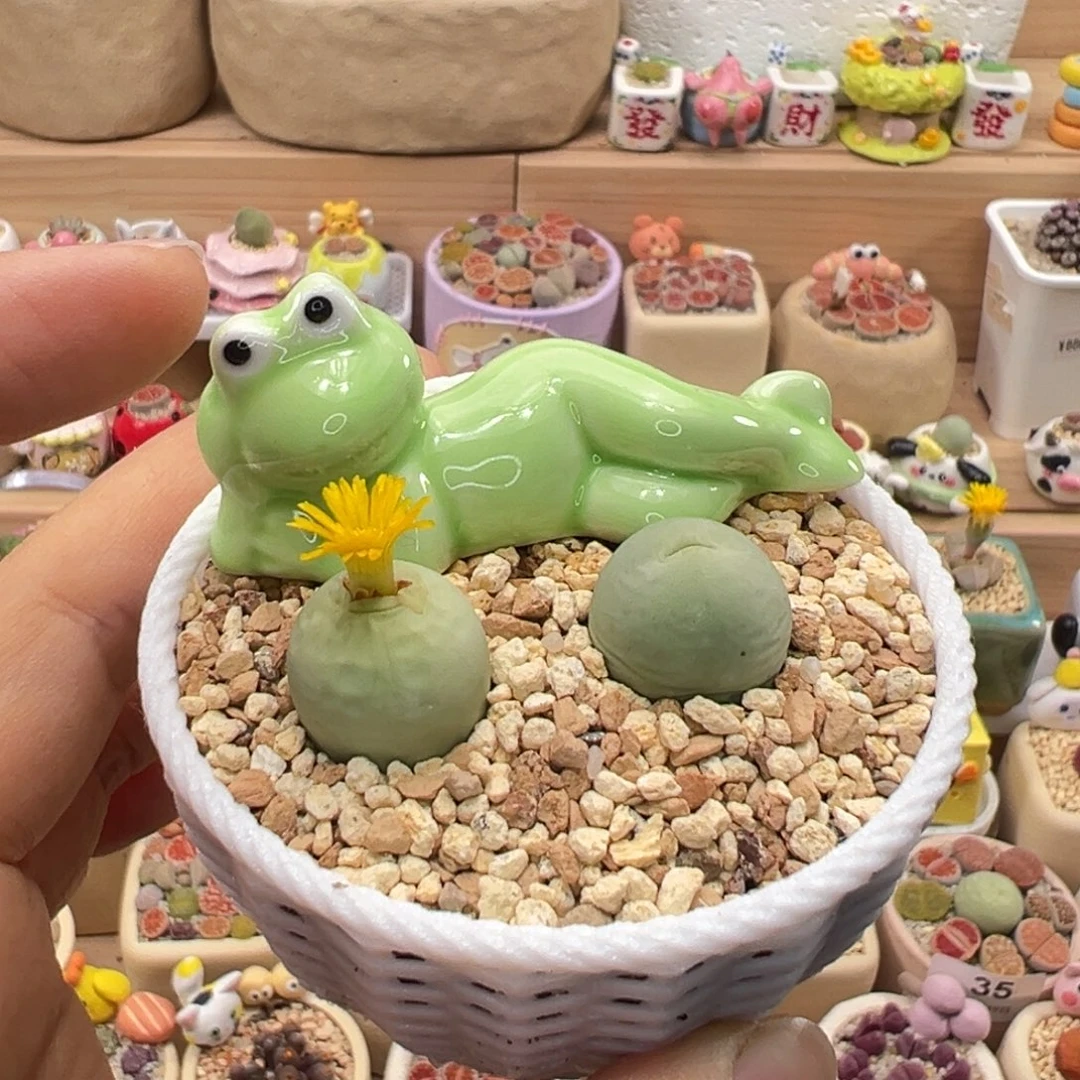 多肉植物207号鸽子蛋