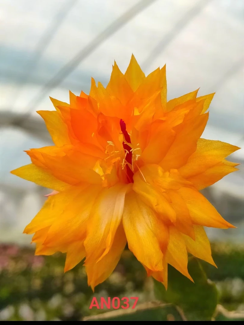 037黄重瓣嫁接蟹爪兰盆栽花卉植物室内花客厅阳台庭院好养的绿植