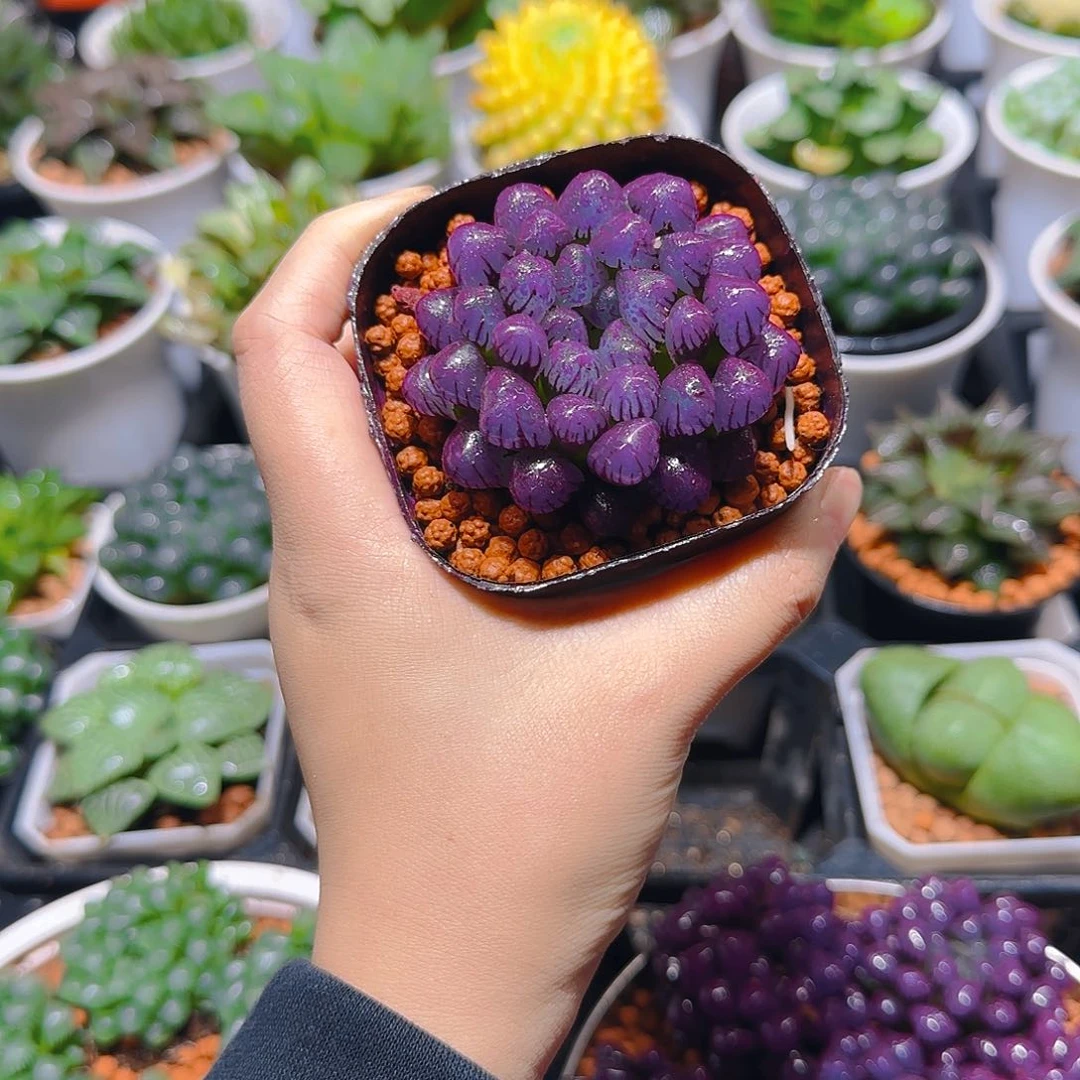 紫宝石冰灯玉露，原盆，人工上色