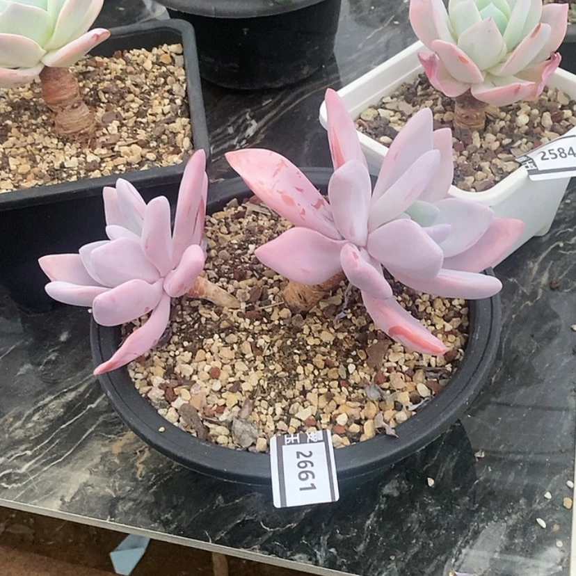 【闪购商品】粉兔2661