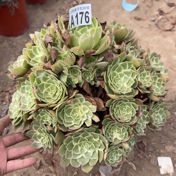 水蜜桃……多肉植物……