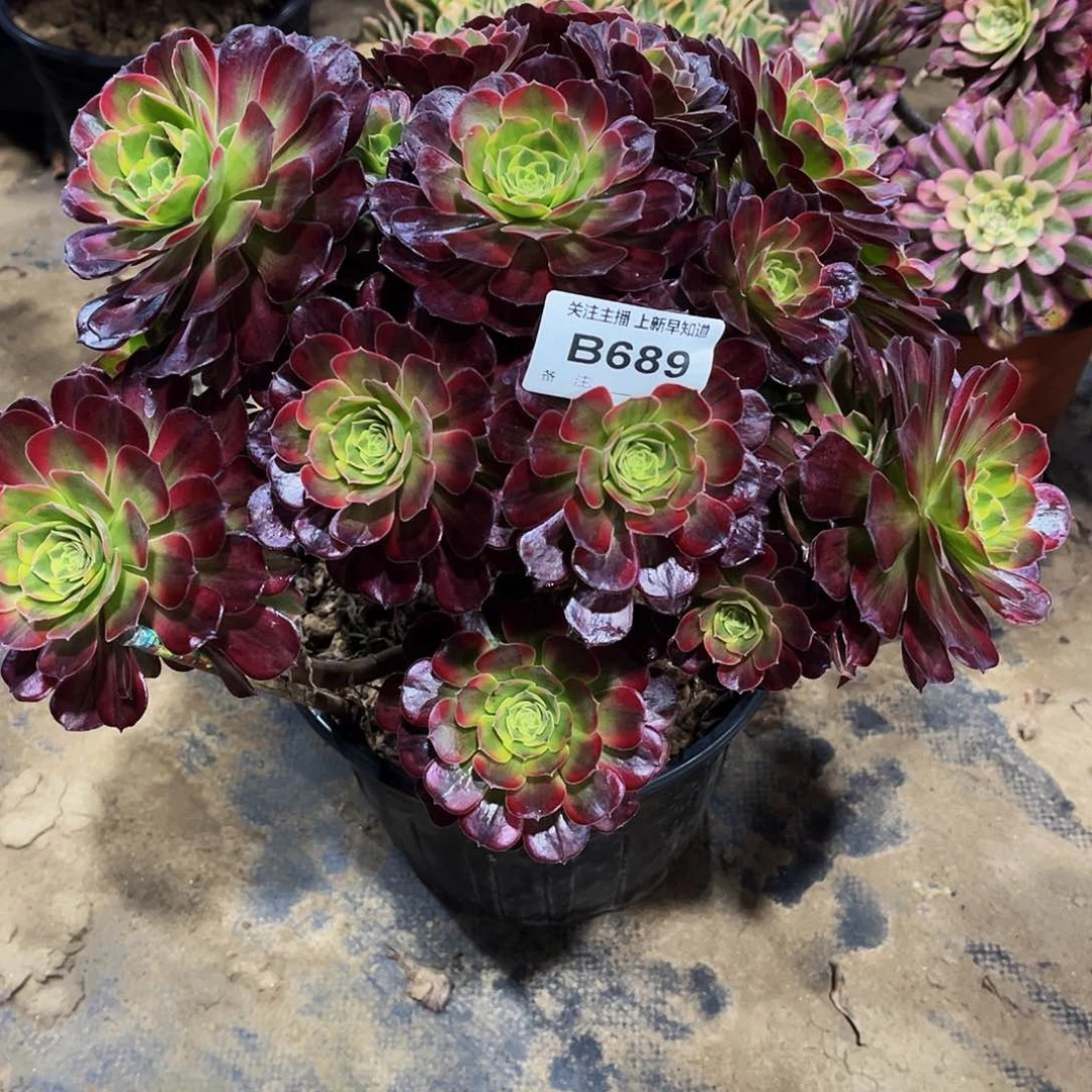 ?*?多肉689安娜法师