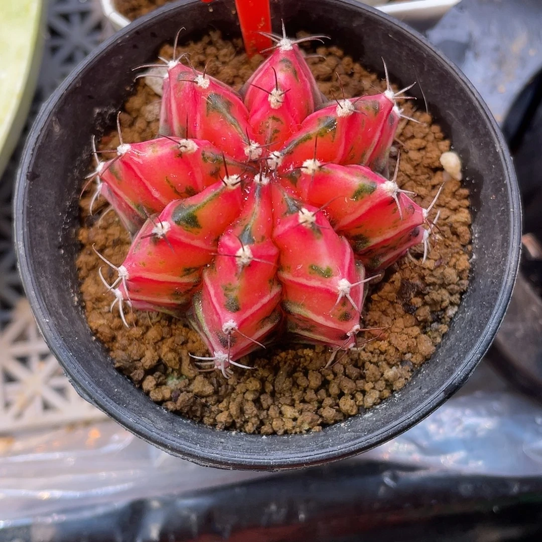 1-95米哈锦5.1厘米