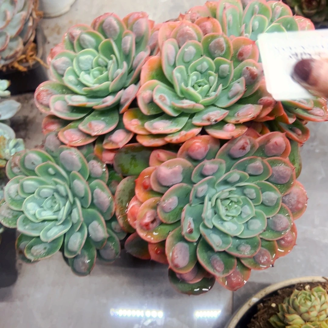 晶****多肉植物组合盆栽