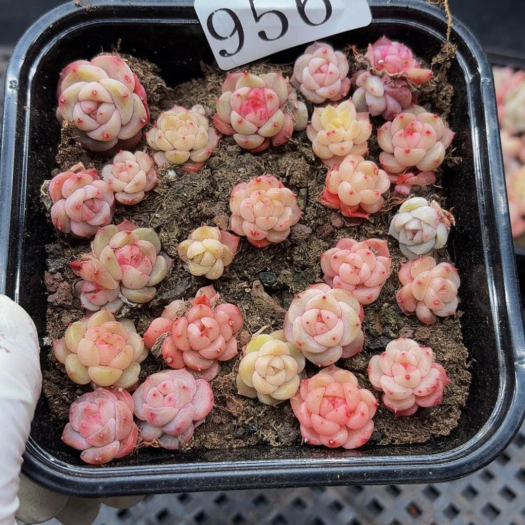 多肉植物多肉植物956