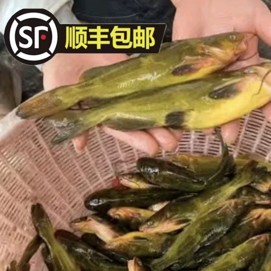 嘎牙鱼4斤送2斤，一斤4-6条顺丰冷链发货