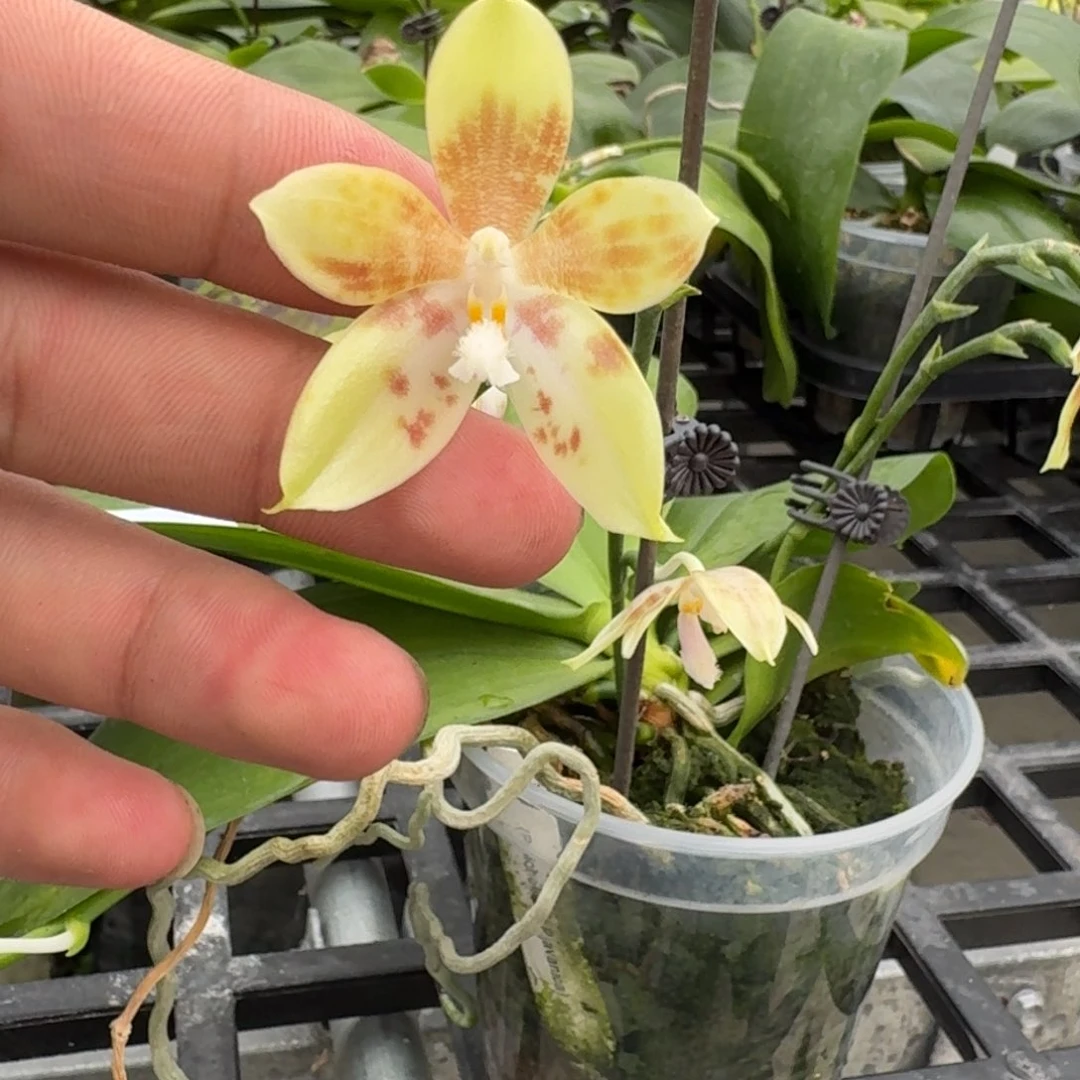 当前无花栽培后可以开花l 175 3寸瑕疵盾交米库爪哇