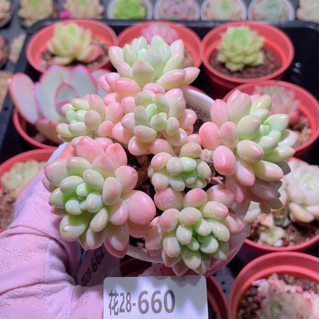 花利美28-660洛可可