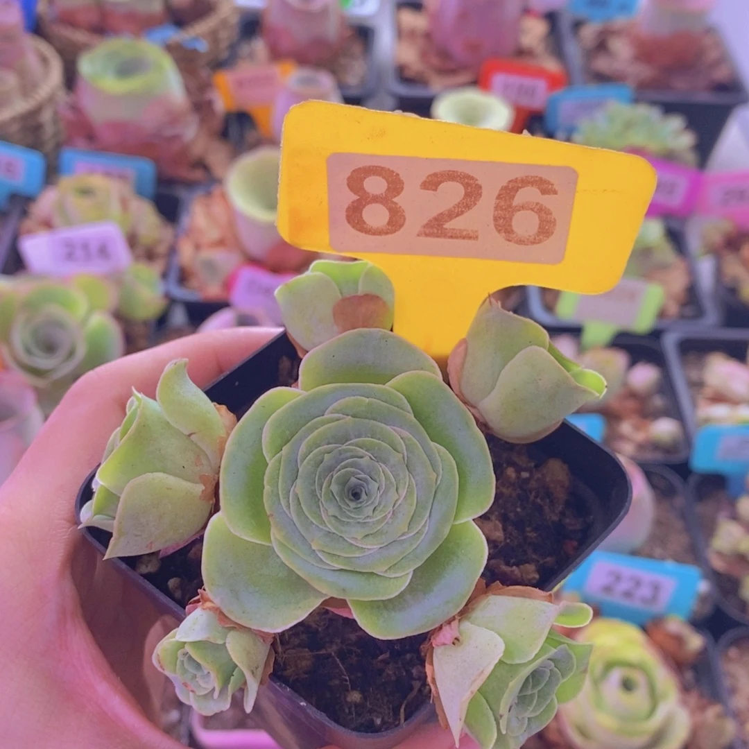 山地玫瑰一物一拍南星826