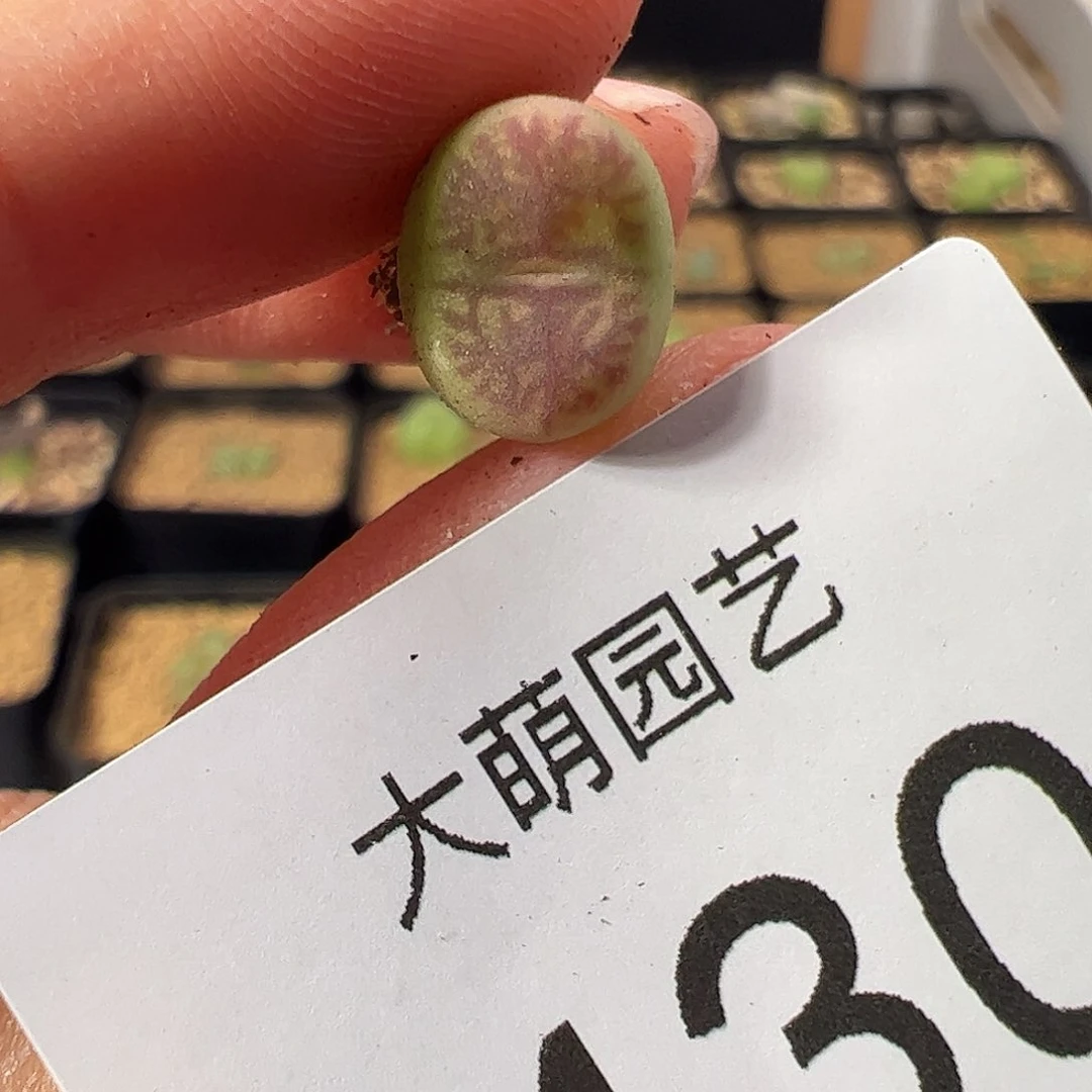 一物一拍           430