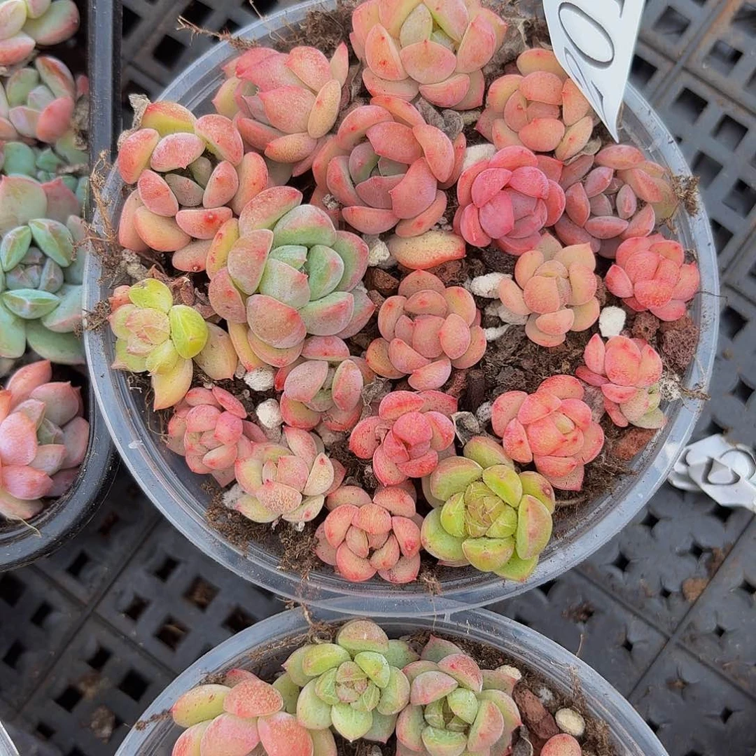 多肉植物多肉植物201