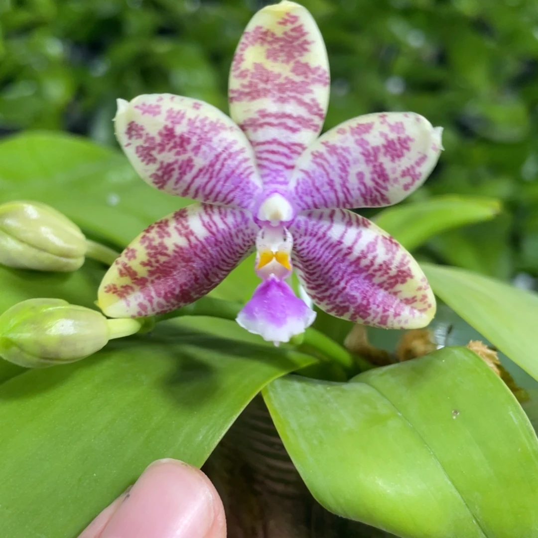 完全开放30叶瑕花期不保