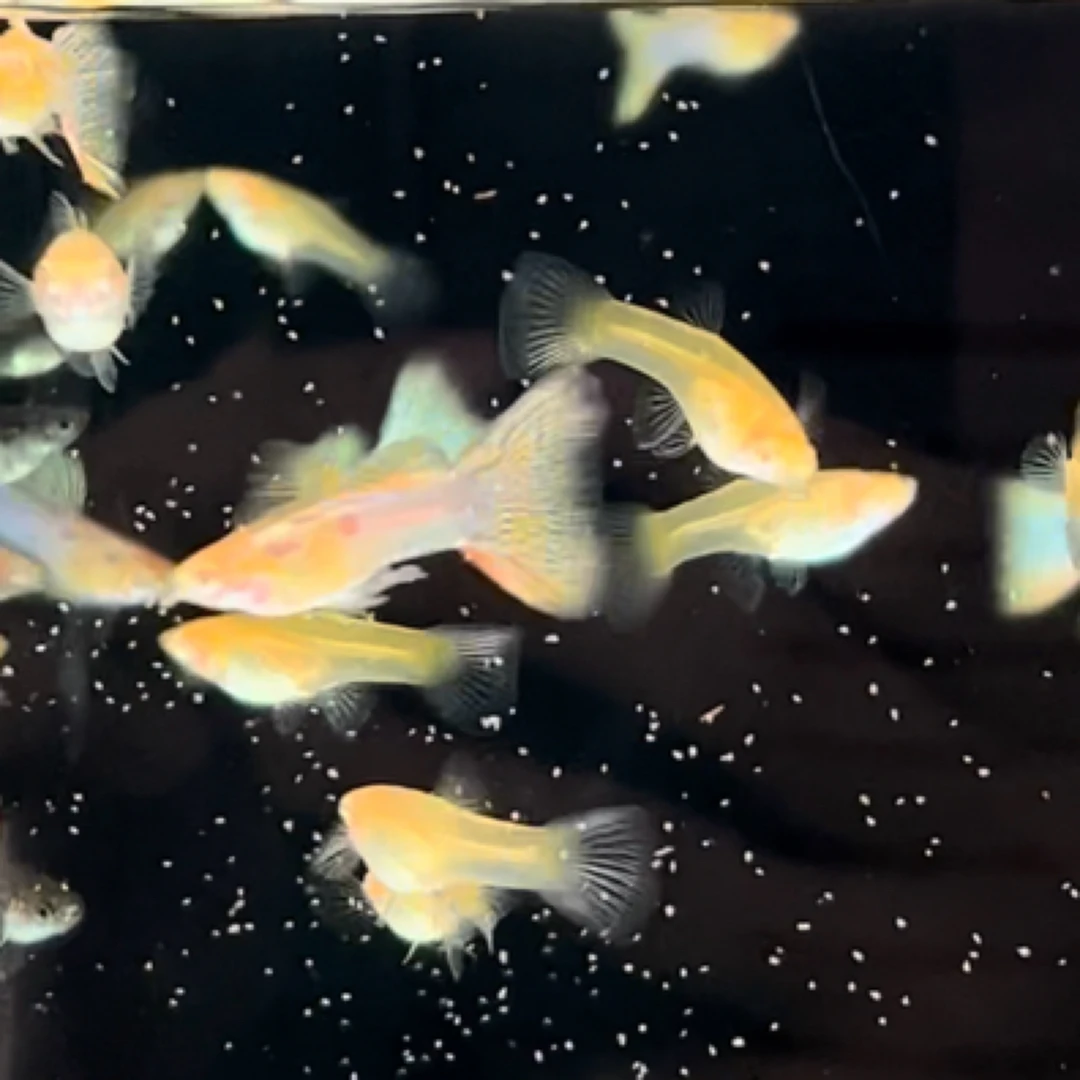 美杜莎白子孔雀鱼活体热带观赏鱼孔雀鱼精品