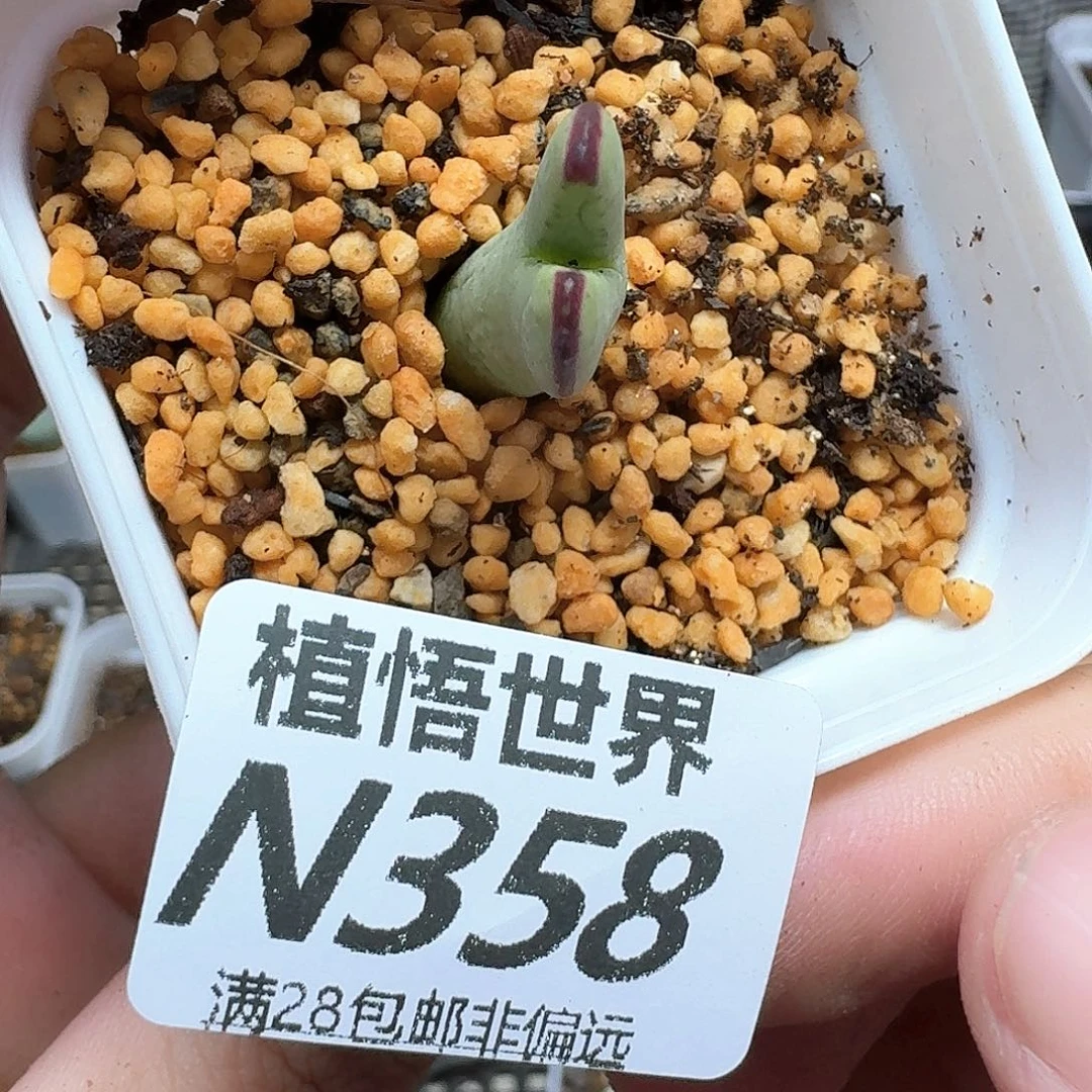 多肉植物的润泽ff
