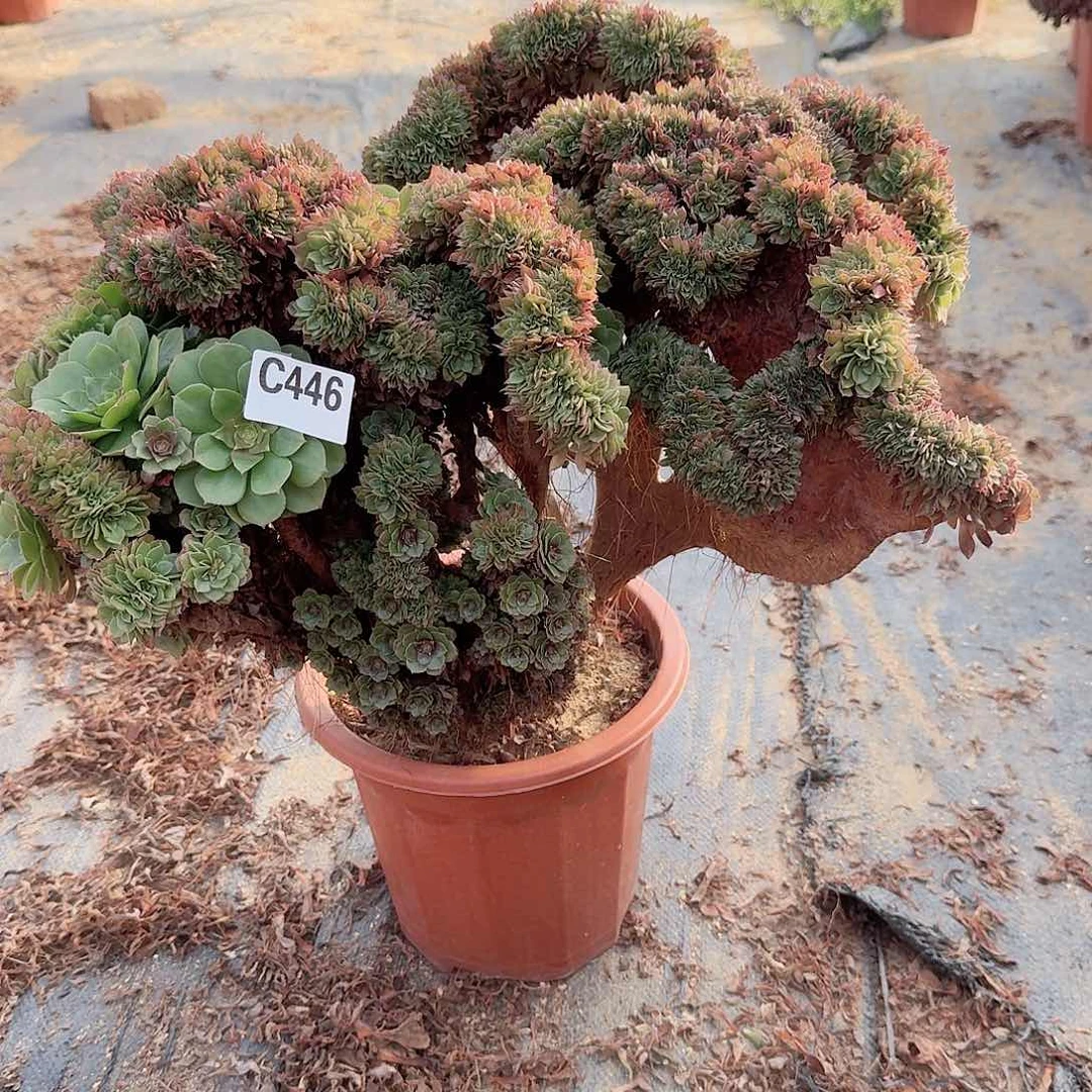 446万缀一颗呀呀