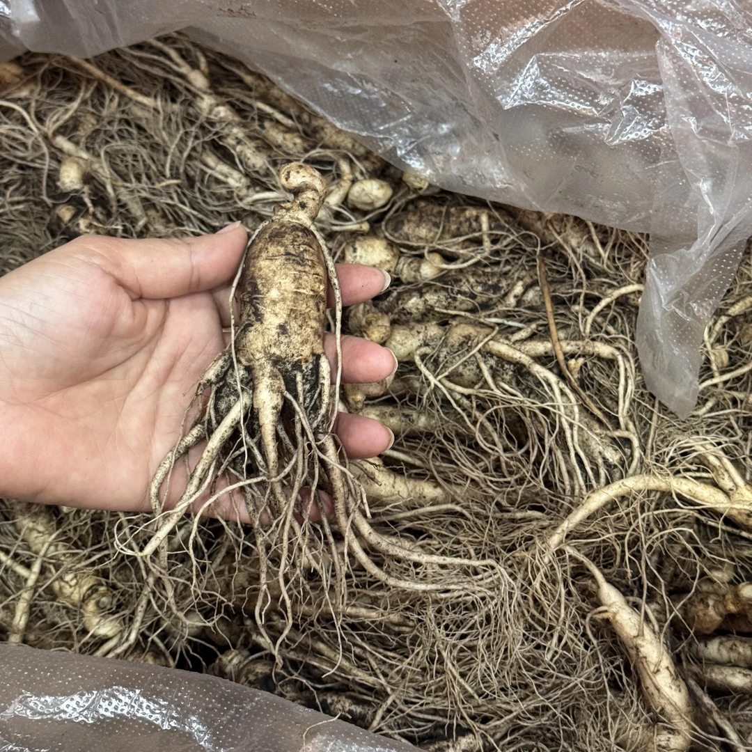 （吴哥同款）鲜人参 散装农产品