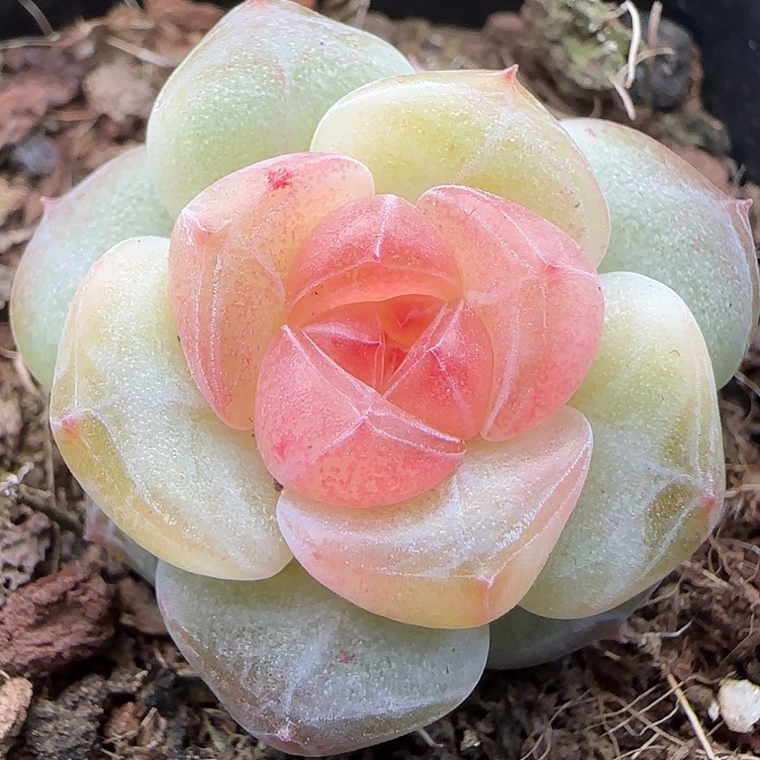 339 【满29包邮非偏远】三公分