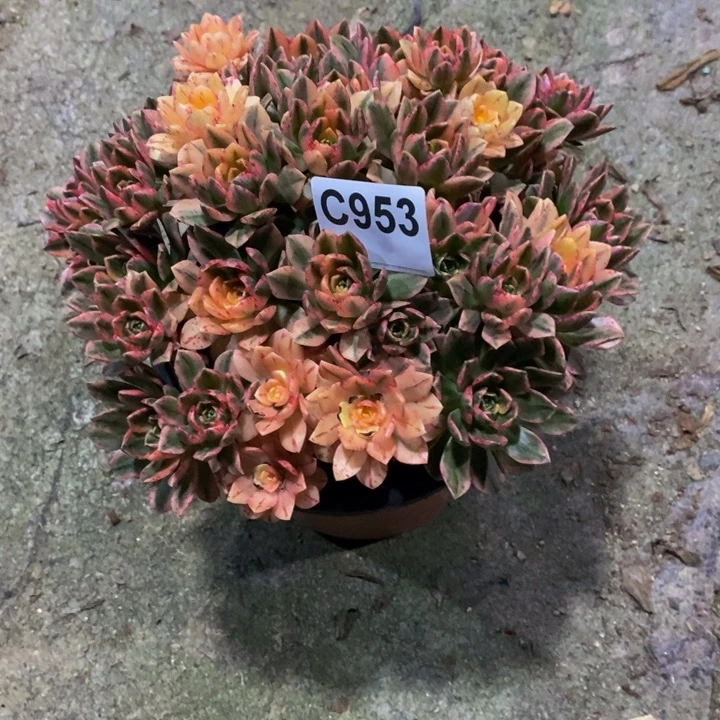 忆*甜茶多肉植物953