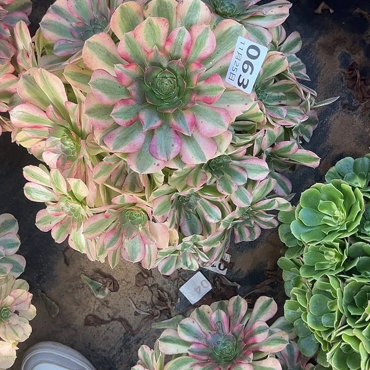 11.25-63迈巴赫多肉植物1