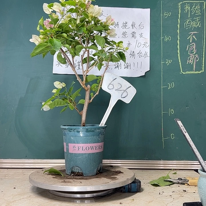 当前无花栽培后可以开花广红樱 626
