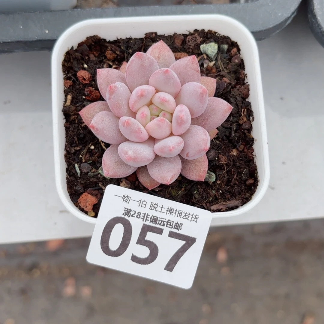 半夏单头无盆土发货