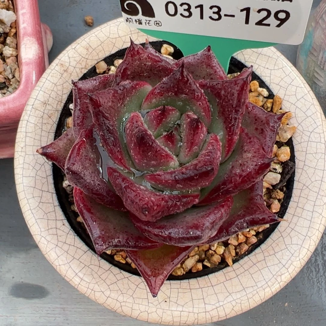 从前慢多肉精选编号0313.129