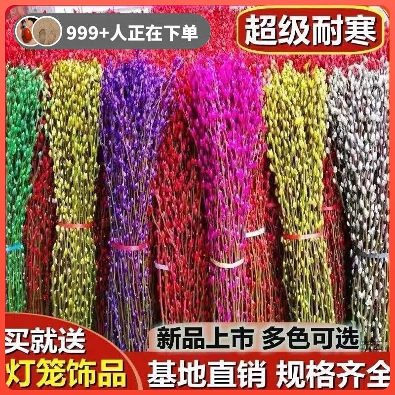 银柳真花七彩鲜枝年宵花卉红色福桶银柳水养植物干花盆栽装饰花束