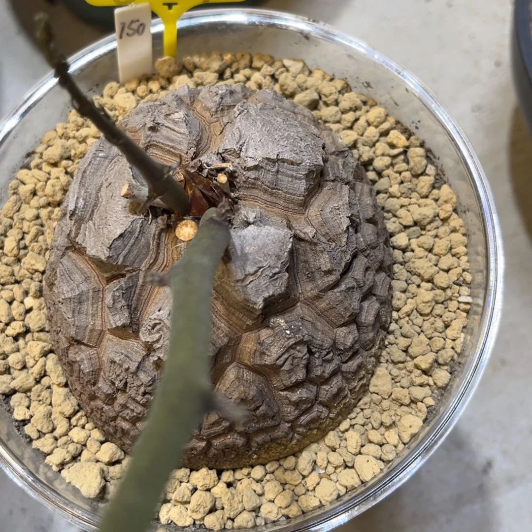 657龟甲龙10.5公分