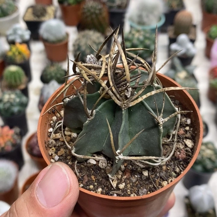 实生水牛角特价福利