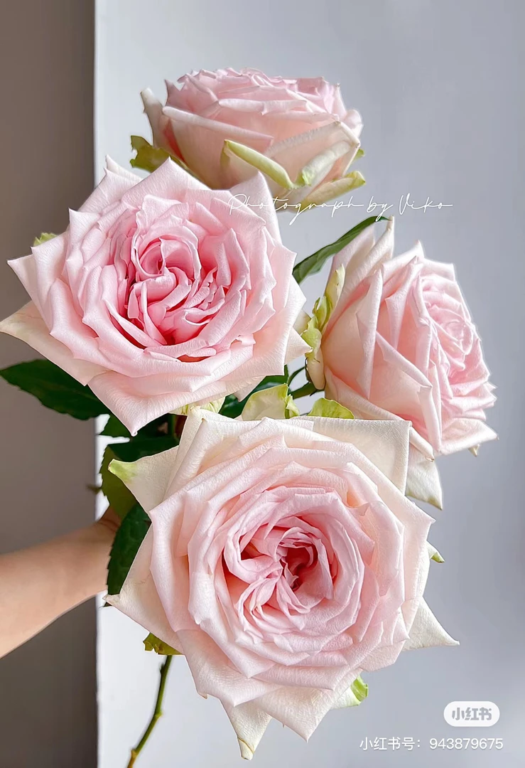 【俏夕阳】翘楚 拍下三单及以上顺丰空运包邮10支装%20不售后