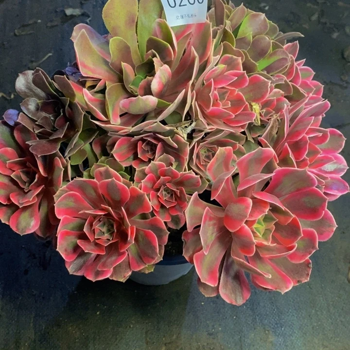 男神多肉断头不包0260