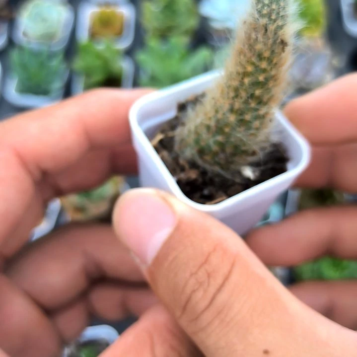 九尾狐，满5元包邮，