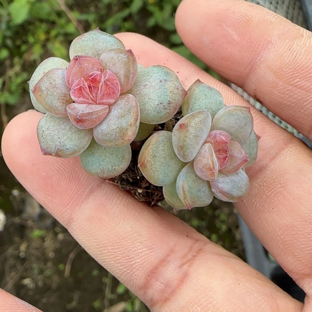 小卡拉米糖心一物一拍