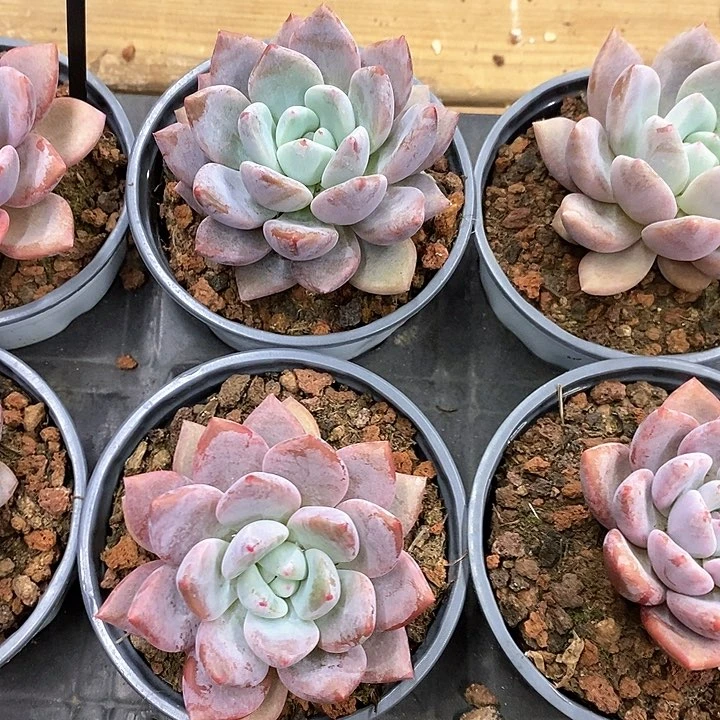 92。单头奥普琳娜。福利多多