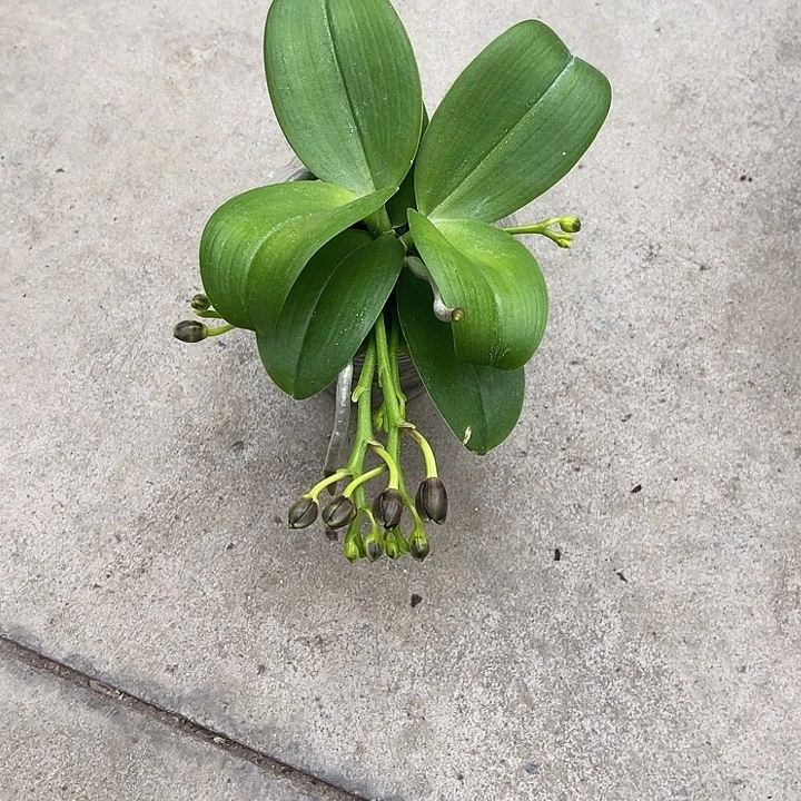 大部分开放少量花苞夏日黑莓