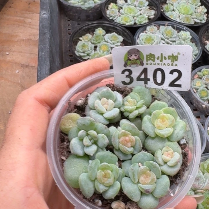 多肉植物多肉植物